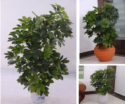 北京綠植花卉租賃指南 一站式服務與費用解析