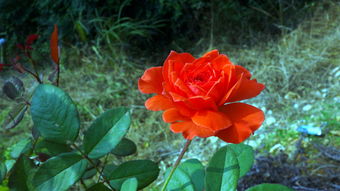 花與果的交響 自然饋贈中的美學與營養