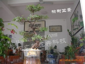 黃山市徽州區花之韻花卉科技 其他花卉與鮮果產品精選