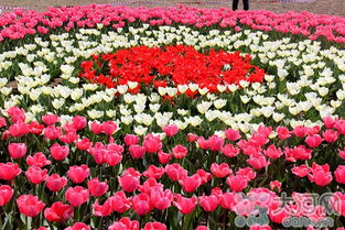 鎮平首屆精品花卉博覽會3月30日盛大啟幕，芝櫻爛漫，花果飄香