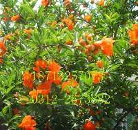 專業綠化一站式解決方案——苗木花卉基地，您的生態家園建設者