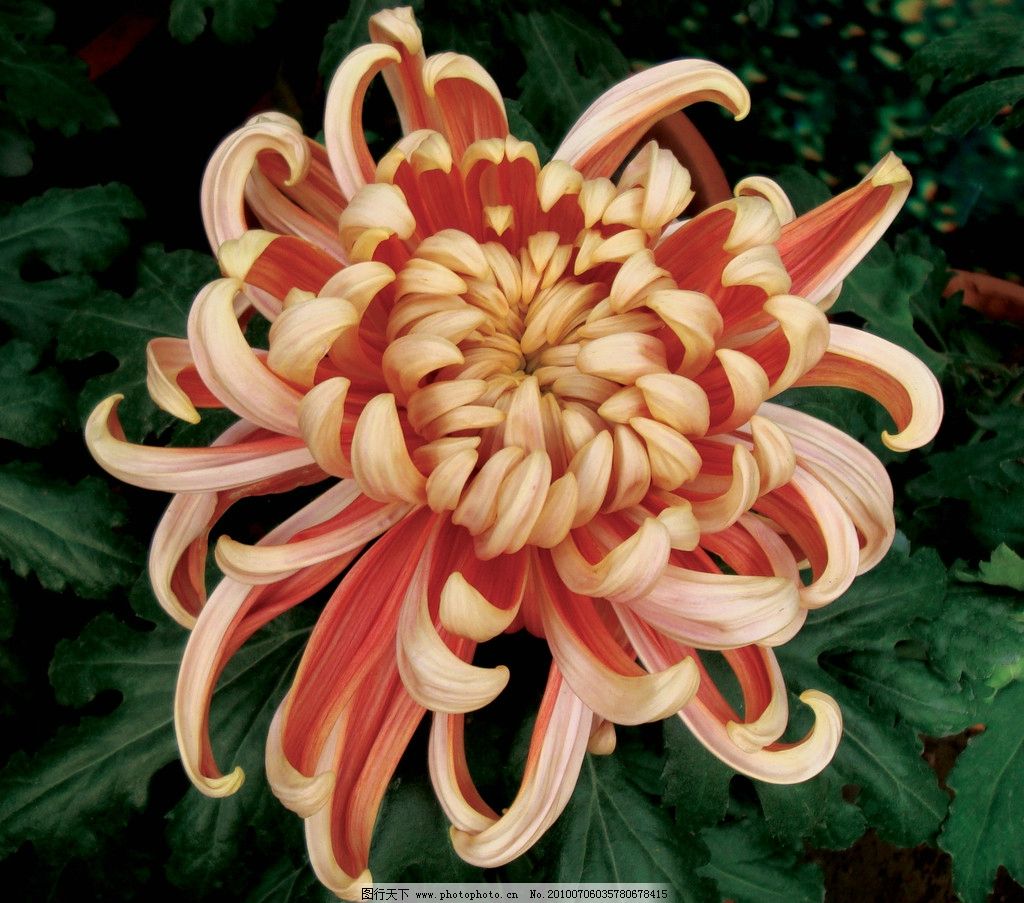 秋日盛放，千姿百態 花卉中的君子——菊花