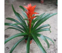 花卉產品庫 自然之美，生活之韻